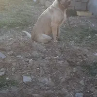 پژدر ۱۹ ماهه نر|سگ|کرمانشاه, |دیوار