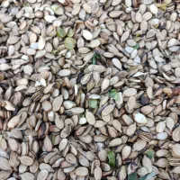 تخمه هندوانه