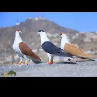 پرنده پیدا شده