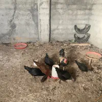 مرغ وخروش و جوجه|حیوانات مزرعه|گرگان, |دیوار