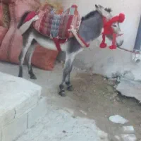 الاغ نر جوان|حیوانات مزرعه|عسلویه, |دیوار