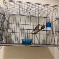 انواع قناری نر همه یکساله همگی بخوان|پرنده|گرگان, |دیوار