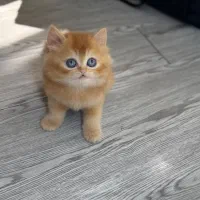 بریتیش گلدny12 لانگ هیر دوماهه