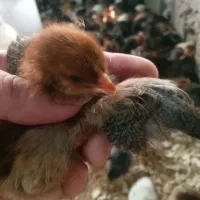 جوجه مرغ گلپایگان ۷ روزه و جوجه بوقلمون ۷ روزه