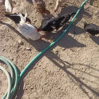 مرغ و خروس مینیاتوری