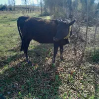 ایشه دورگ پابه تخم