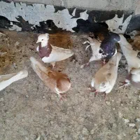 کبوتر دورگ، کله،وخوشرنگ|پرنده|مبارکه, |دیوار