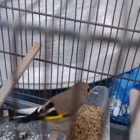 سهره دورگ استوره|پرنده|کرمان, |دیوار