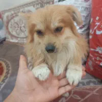 سلام سگ پاکوتاه