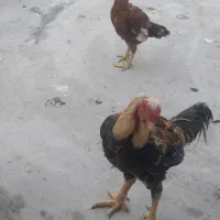 فروش مرغ و خروس لاری یا معاوضه