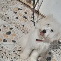 سگ پشمالو اجتماعی