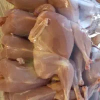 مرغ و خروس محلی|حیوانات مزرعه|شیراز, دوکوهک|دیوار