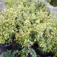 گل شمشاد|گل و گیاه طبیعی|کلاچای, |دیوار