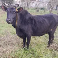 گاو دوماهونیم حامله با‌گوساله‌نر چالوسی