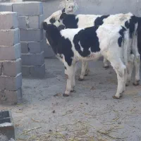 گوساله نر وماده|حیوانات مزرعه|تربت جام, میان جام|دیوار