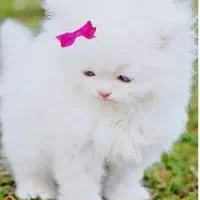 سگ ماده پاکوتا