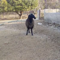 یک دونه بره نر|حیوانات مزرعه|پیشوا, |دیوار