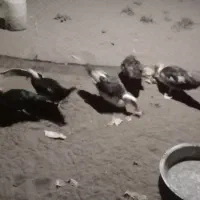 اردک ایسرایلی  اردک دورگه|حیوانات مزرعه|چاف و چمخاله, |دیوار