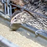 بلدرچین بالغ