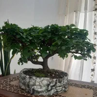 بنسای انجیلی