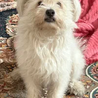 سگ پیدا شده|حیوانات|اصفهان, ملک‌شهر|دیوار