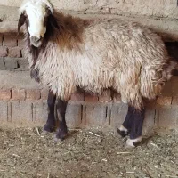 بره قوچ