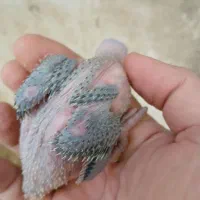 جوجه طوطی ملنگو