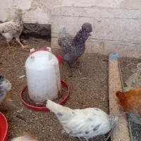 جوجه سه ماهه گلین زیر مرغی|حیوانات مزرعه|مشهد, گلشور|دیوار