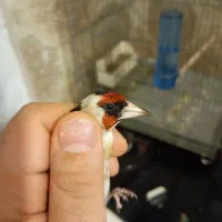 سهره نر چونه سفید|پرنده|تهران, هفت چنار|دیوار