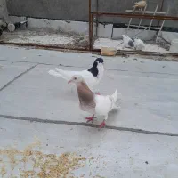 کبوتر کاغذی ماده شصتی نر