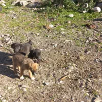 سگ ژرمن|سگ|گلوگاه بابل (گلیا), |دیوار