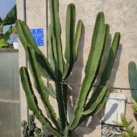 دوعددکاکتوس بزرگ