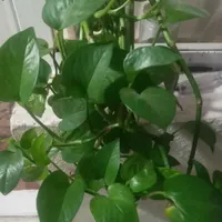 گل طبیعی|گل و گیاه طبیعی|تهران, ملک‌آباد|دیوار