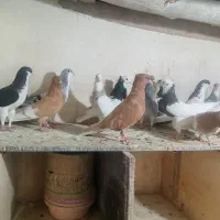 کبوتر رنگی|پرنده|اقبالیه, |دیوار