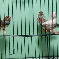 فنچ زبرا اروپای انگلیسی بنگالی