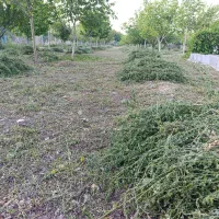 یونجه قره یونجا خالص