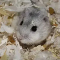 همستر|موش و خرگوش|بیرجند, |دیوار