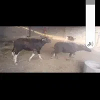 سلام گوساله گامیش درج۱