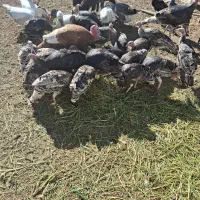 بوقلمون|حیوانات مزرعه|شال, |دیوار