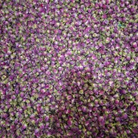 فروش گل محمدی