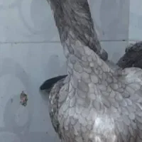 اوشامو|عمده‌فروشی|قزوین, |دیوار