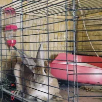 خرگوش نر بالغ|موش و خرگوش|ساری, |دیوار