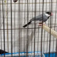 پرنده