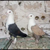 سار کلاغ شامی ابلق