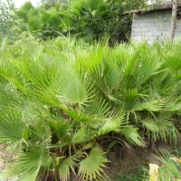 فروش پالم عمده وتکی