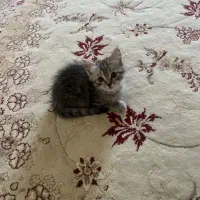 گربه