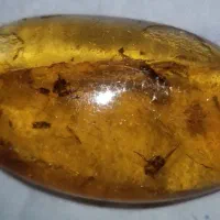 کهربا بالتیک اصل