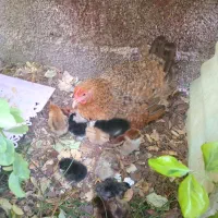 مرغ مادر تخم گذار همراه ۱۷عدد جوجه محلی درجه یک