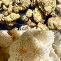 قارچ شیتاکه (درمان hpv) و یال شیر