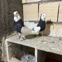 کفتر طوقی سیاه